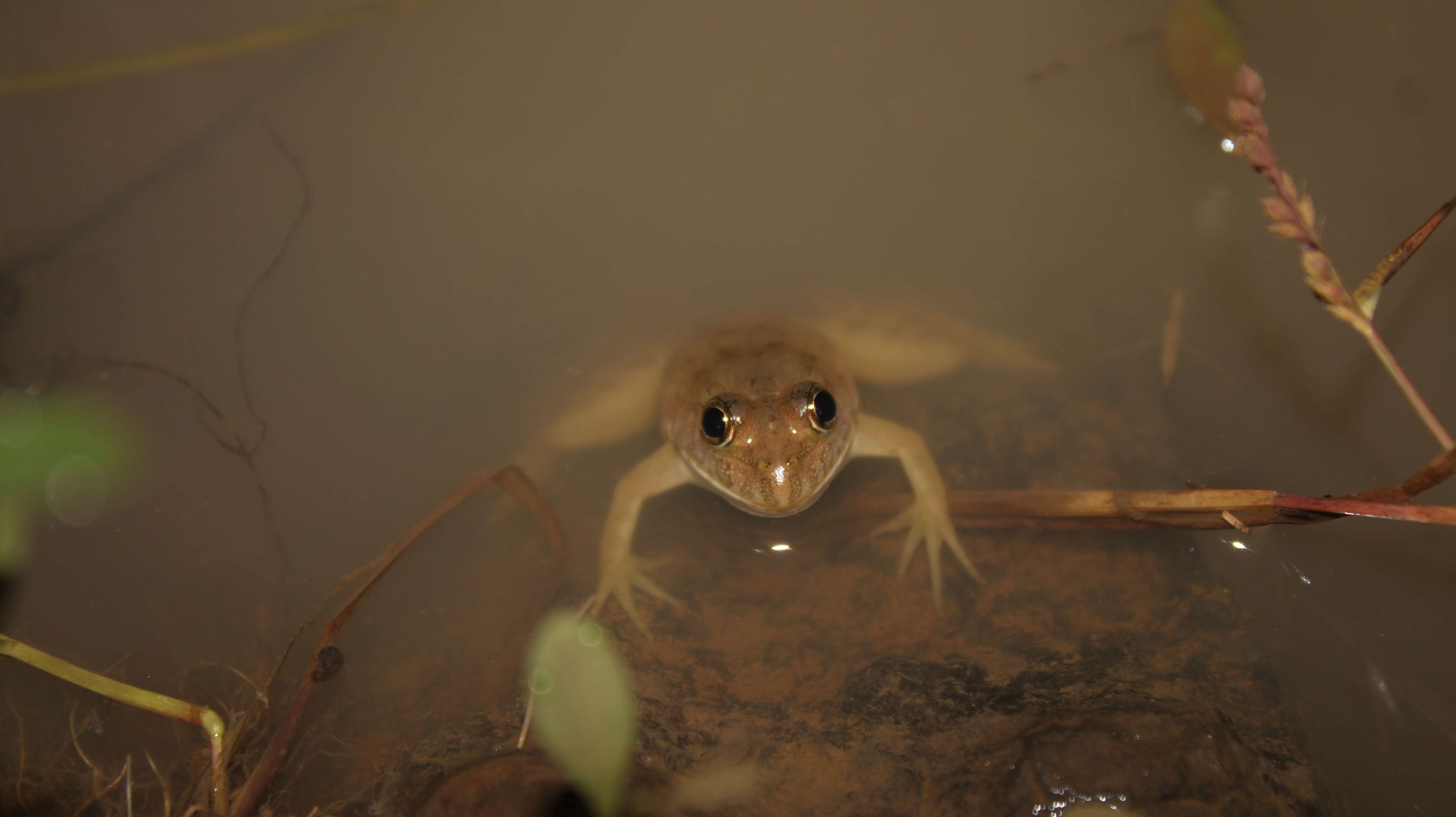 Image of Indian Skipper Frog