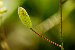 Image of slender draba