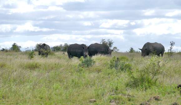 Image of Grass Rhinoceros