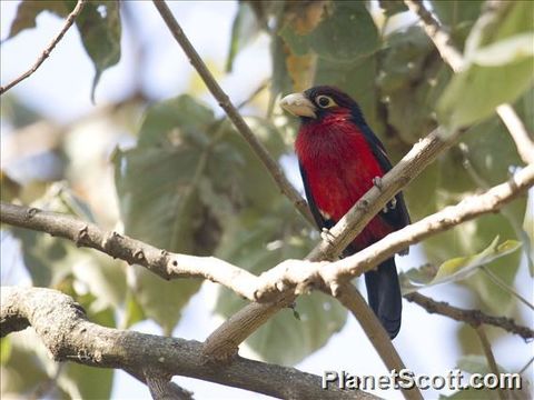 Image of Double-toothed Barbet
