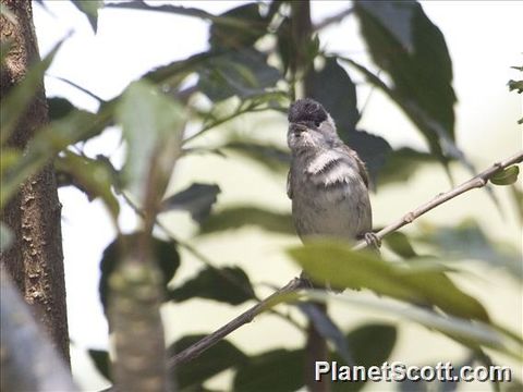 Image of Blackcap