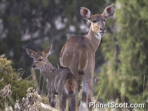 Image of Mountain Nyala