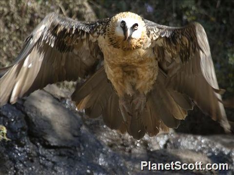 Image of Bearded vulture