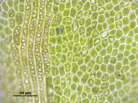 Image of Common Fold-leaf Liverwort