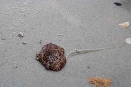 Image of Forskal's side-gilled sea slug