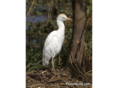 Image of Western cattle egret