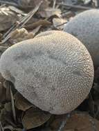 Imagem de Lycoperdon molle Pers. 1801