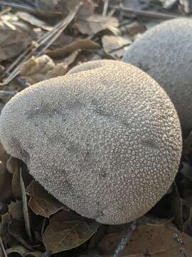 Image de Lycoperdon molle Pers. 1801