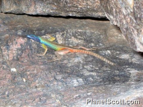 Image of Broadley's Flat Lizard