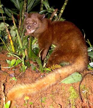 Image of Golden Dry-Zone Palm Civet