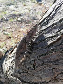 Image of Eastern Cape Dwarf Chameleon