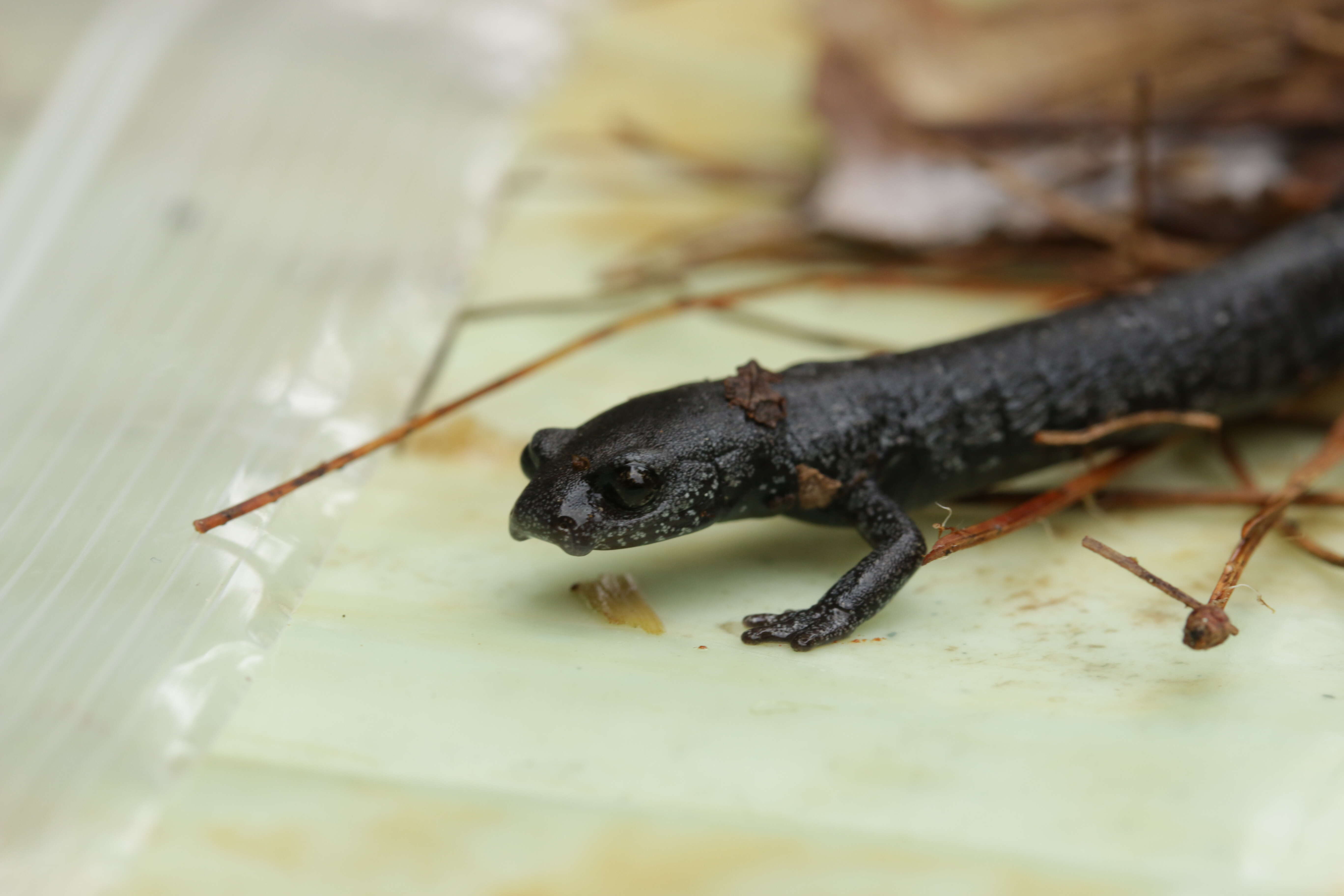 Image of Chunky False Brook Salamander