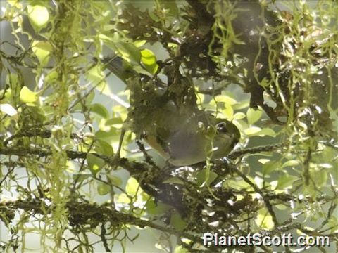 Image of Silver-Eye