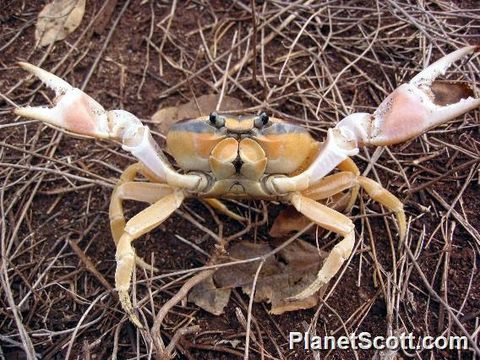 Image of Mexican Land Crab