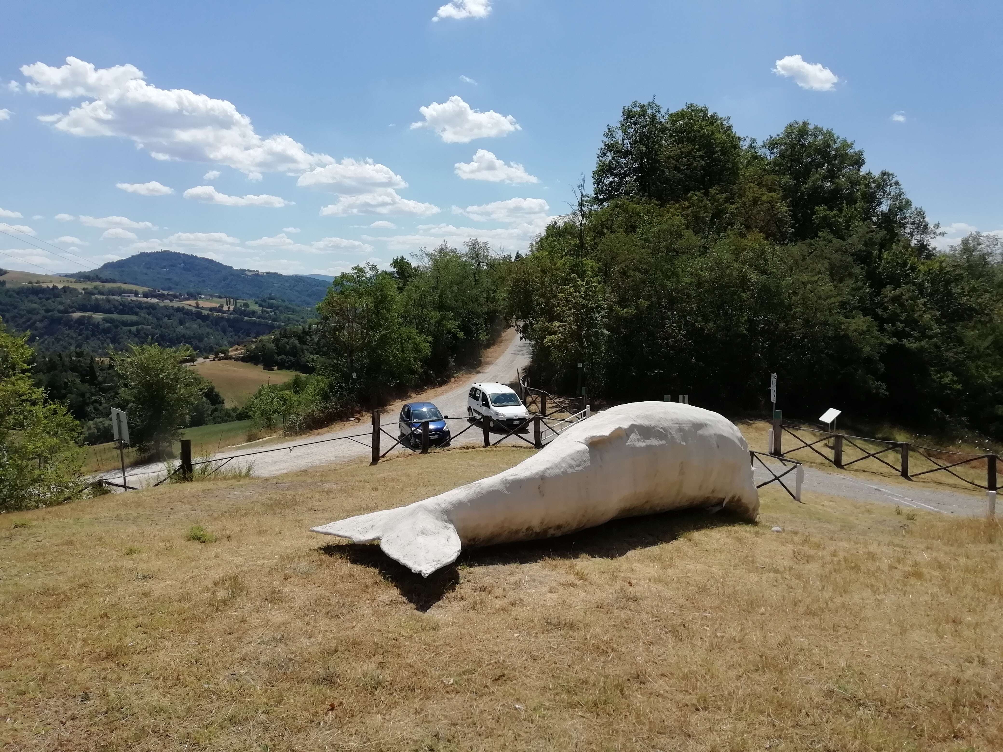 Image de Baleinoptère à museau pointu