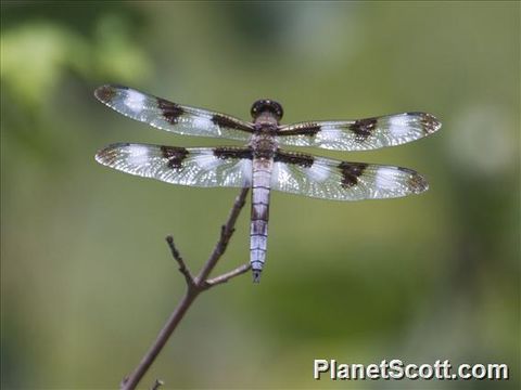 Image of Twelve-spotted Skimmer