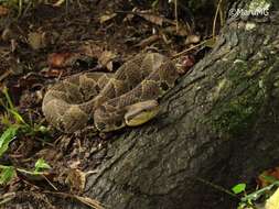 Image of Jumping Pit Viper