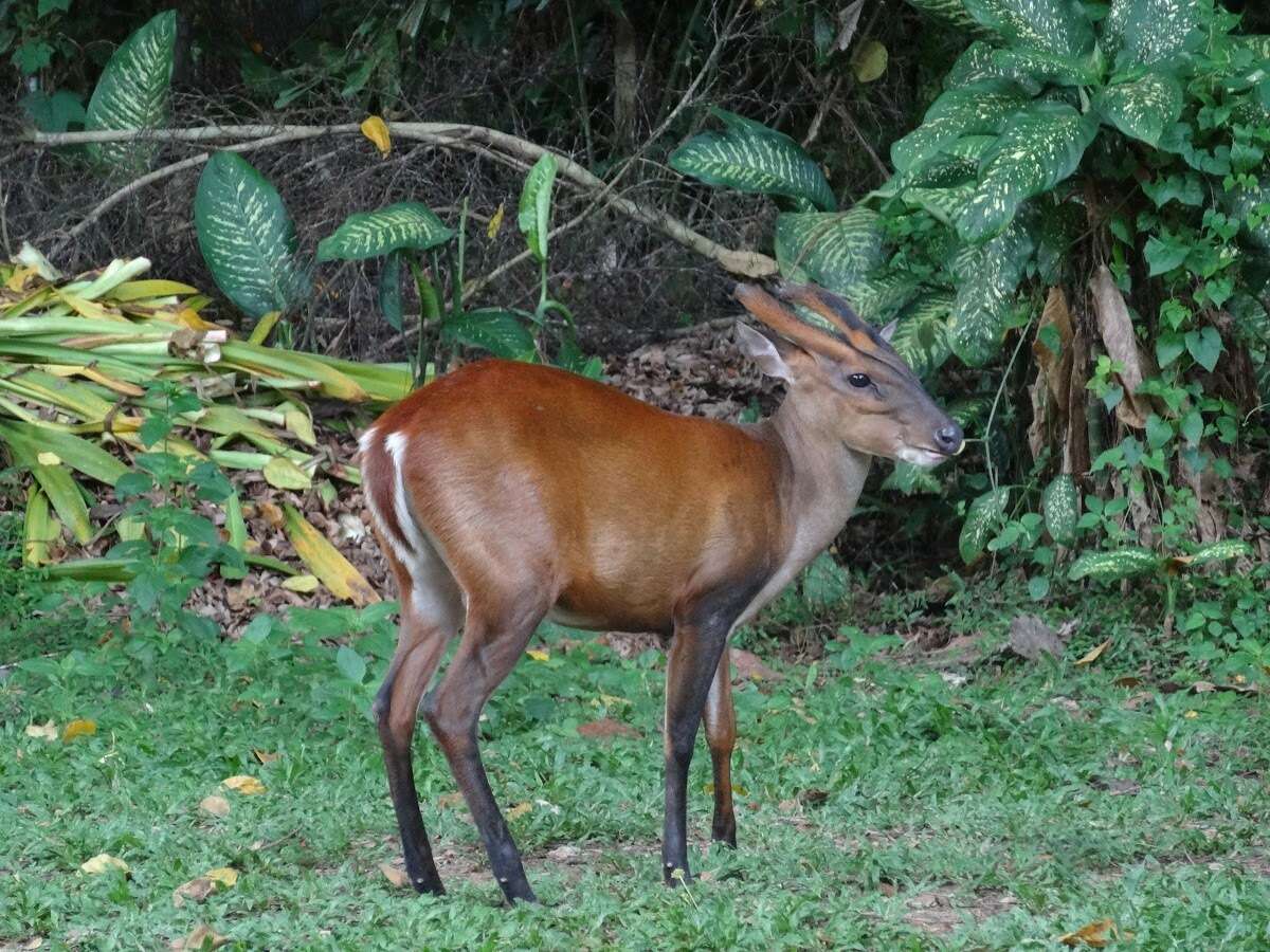 Image of Barking Deer