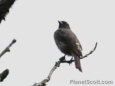 Image of Red-crested Cotinga