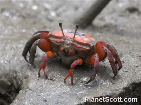 Image of Fiddler Crab