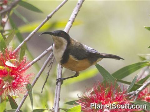Image of Eastern Spinebill