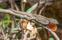 Image of Bahaman brown anole