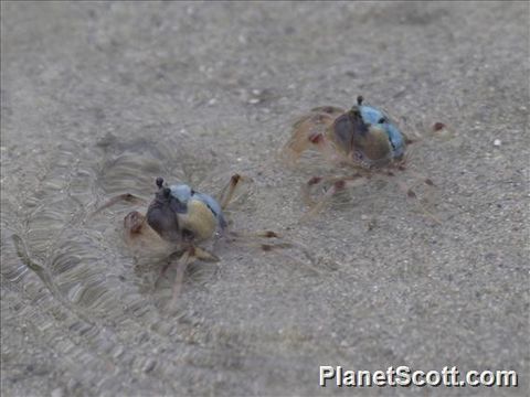 Image of Light-blue Soldier Crab