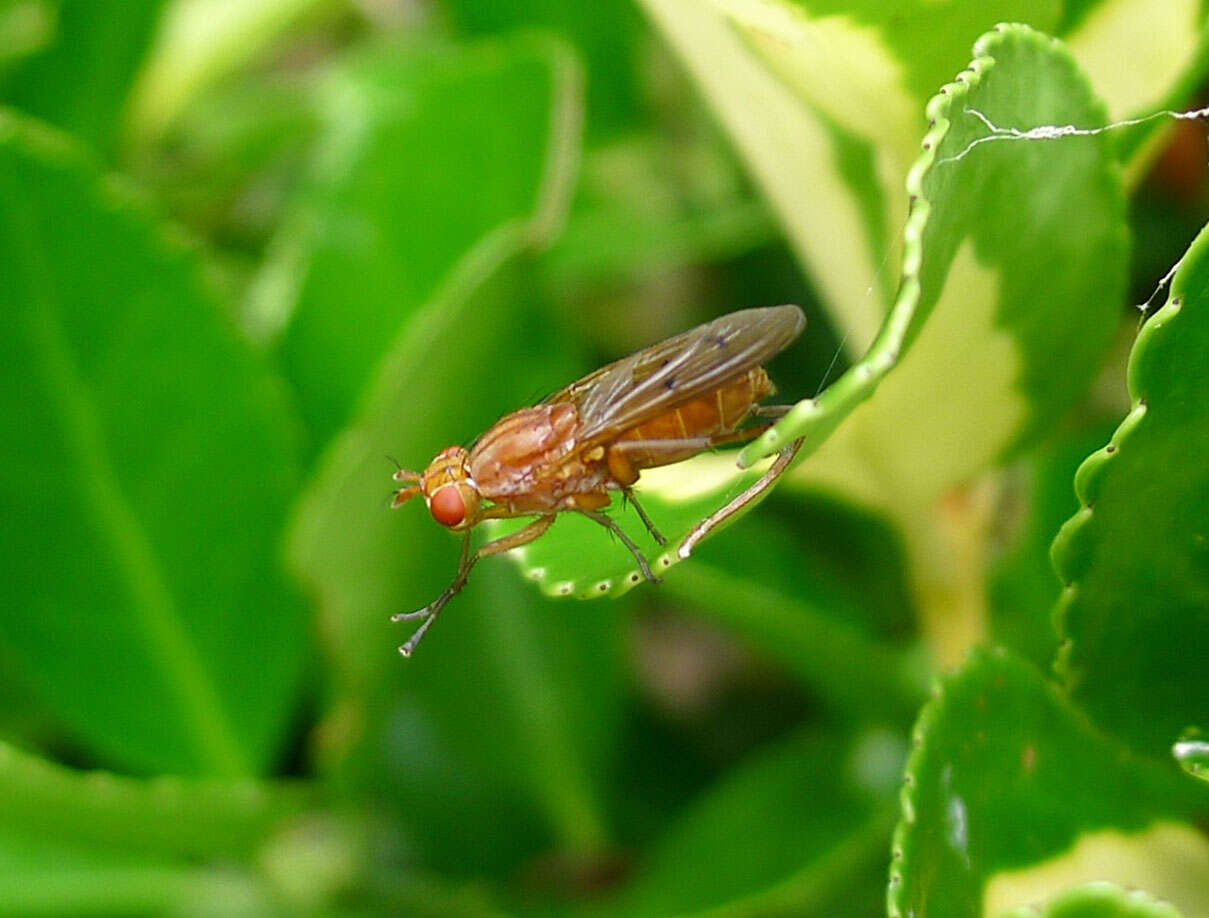 Image de Sciomyzidae