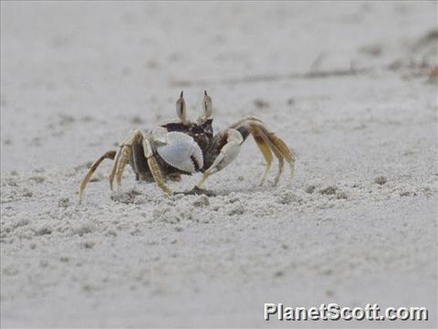 Image of Horned Ghost Crab