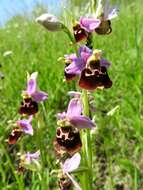 Image of Ophrys holosericea