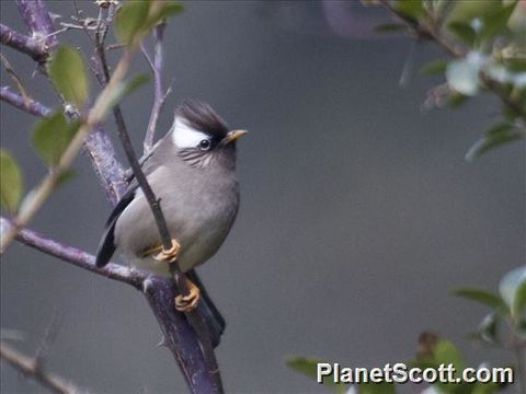 Image of White-naped Yuhina