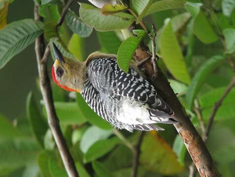 Image of Red-crowned Woodpecker