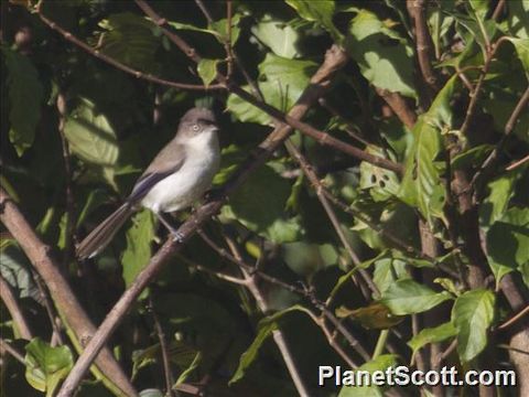 Image of Gray-eyed Bulbul