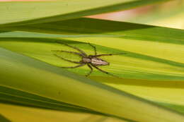 Image of lynx spider