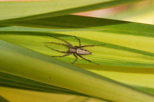 Image of lynx spider