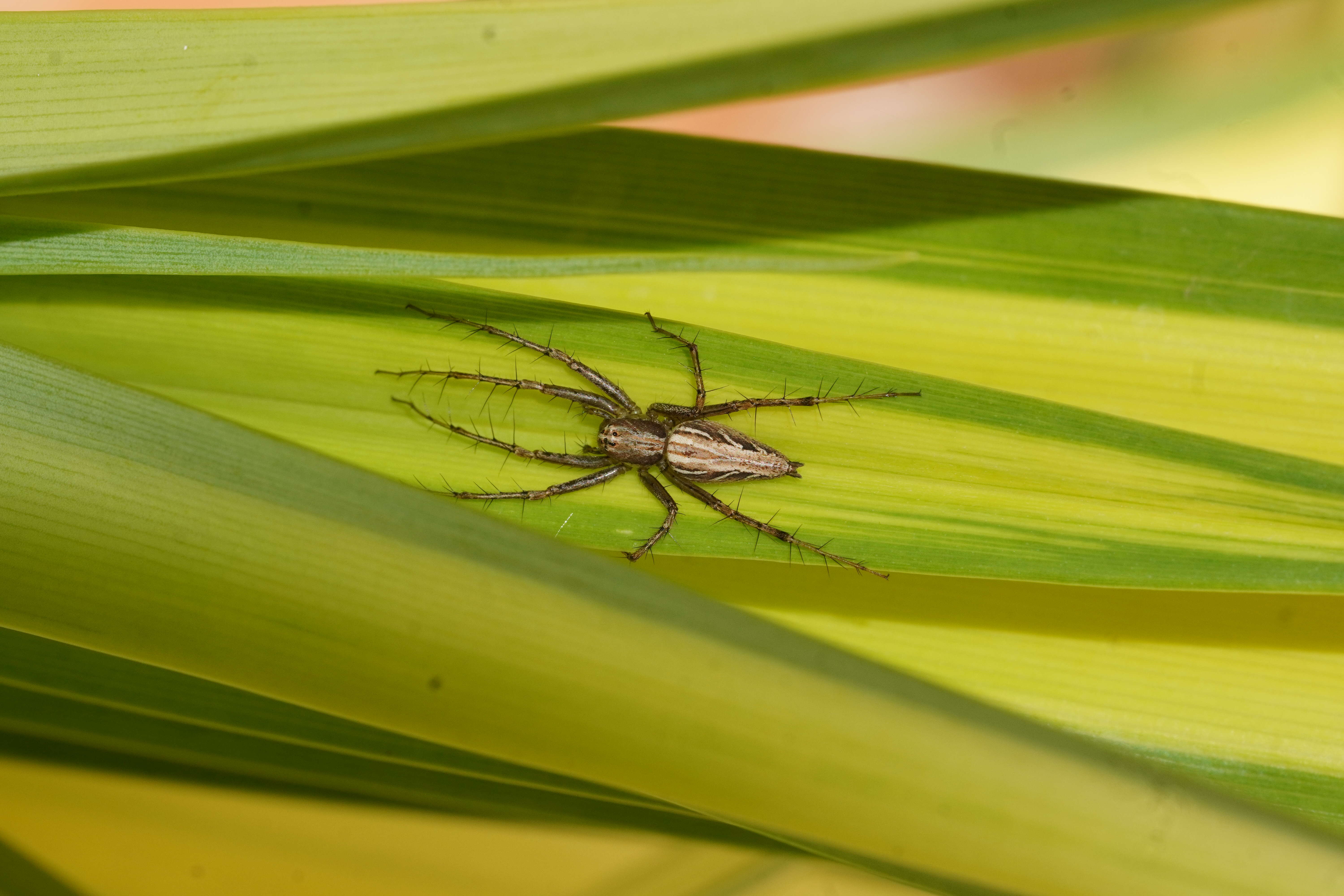 Image of lynx spider