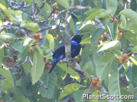 Image of Asian Fairy-bluebird