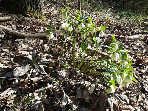 Image of lenten-rose