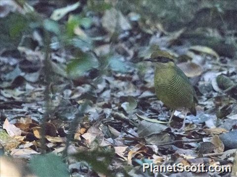 Image of Bar-bellied Pitta