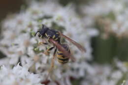 Image of Common wasp