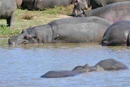 Hippopotamus Linnaeus 1758 resmi