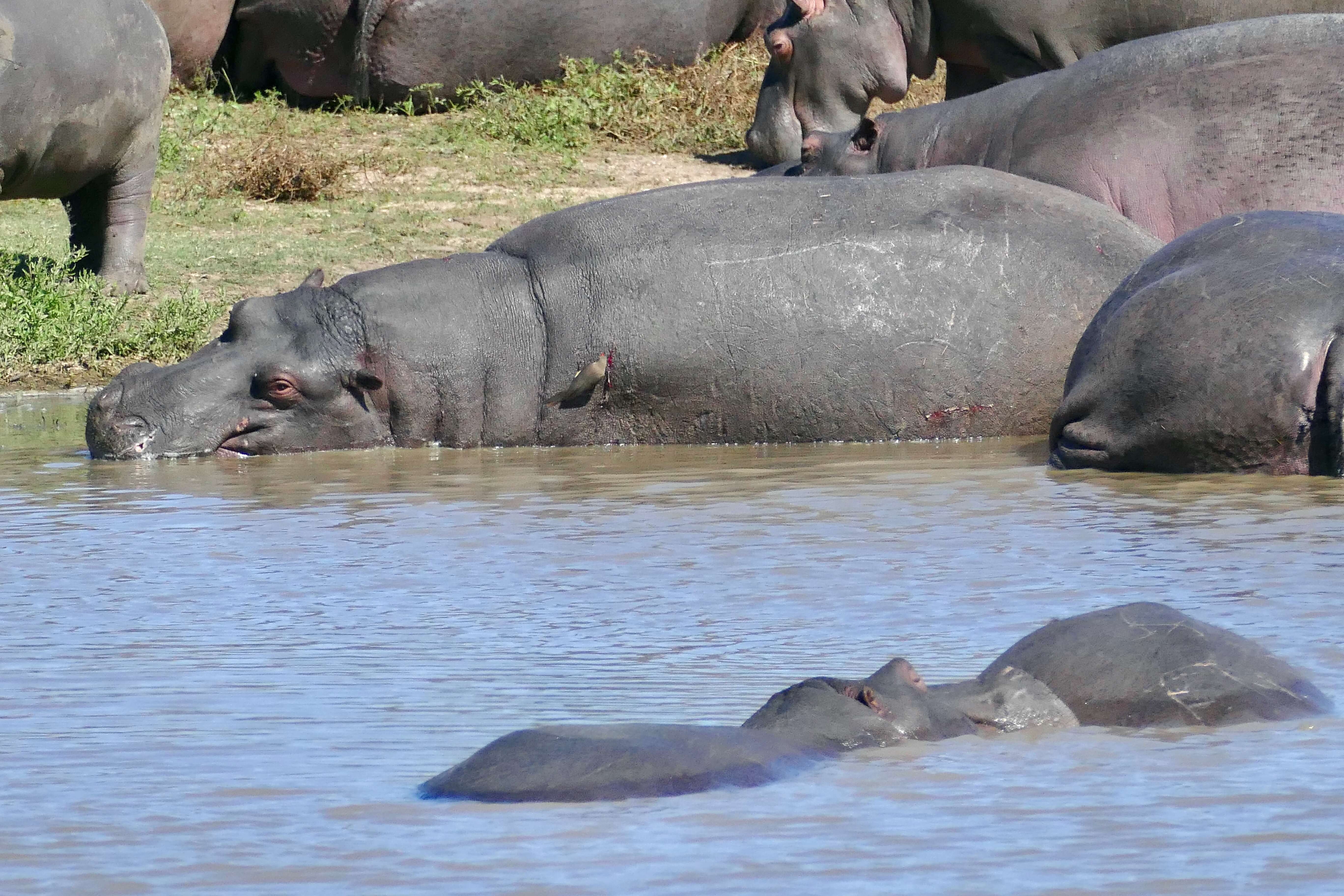 Image of Common Hippopotamus