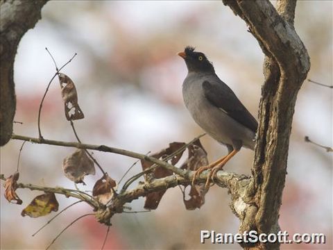 Image of Jungle Myna