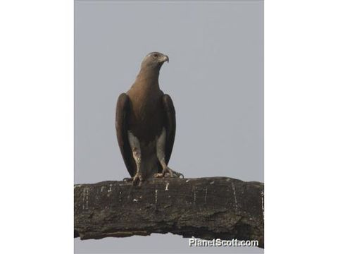Image of Gray-headed Fish-Eagle