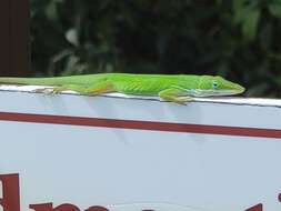 Image of American Anole