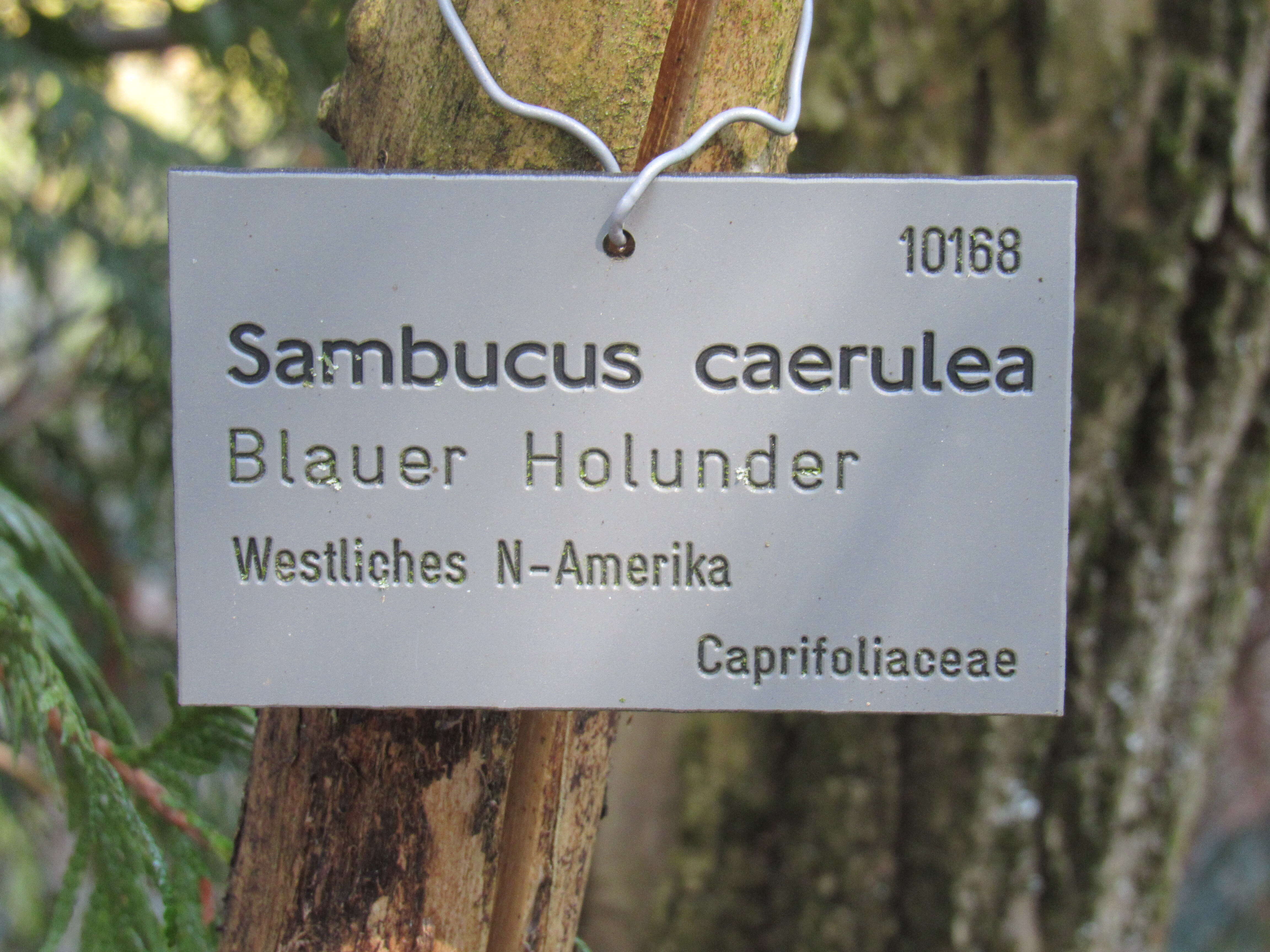 Image of Sambucus cerulea