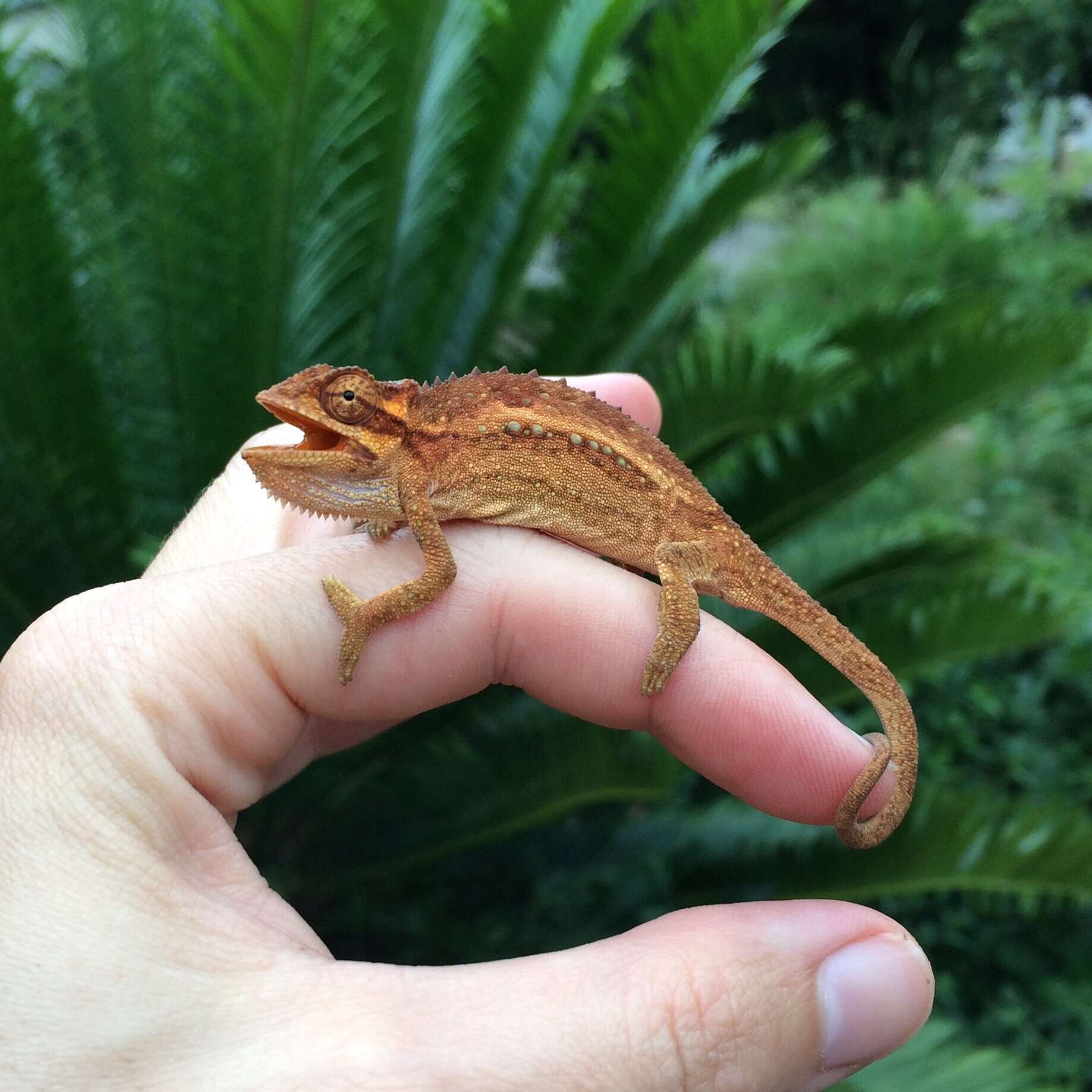 Image of Black-headed Dwarf Chameleon