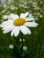 Image of Oxeye Daisy