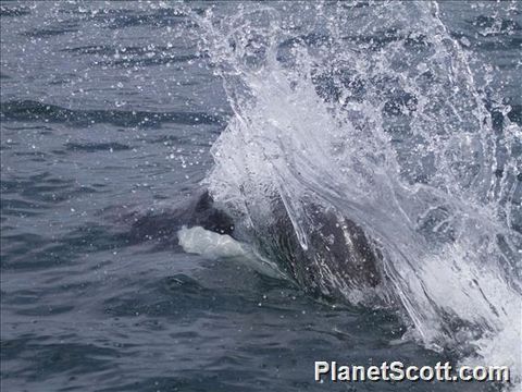 Image of Dall's Porpoise