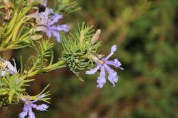 Image of Free-flowering Leschenaultia